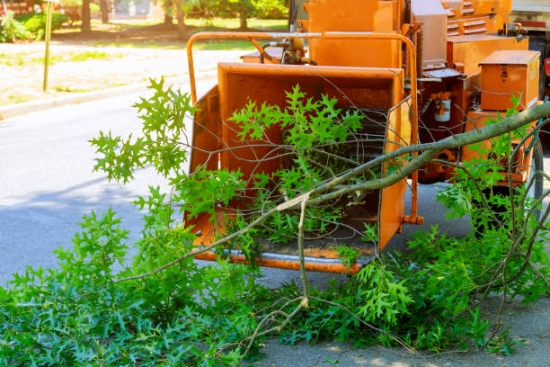 Best Lawn Watering Services  in Spirit Lake, ID